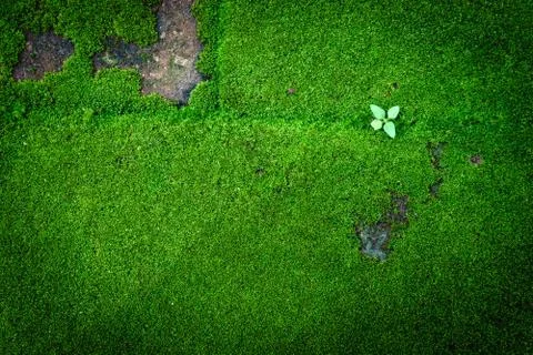 Green Moss Stock Photos