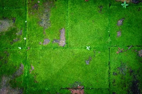 Green Moss Stock Photos