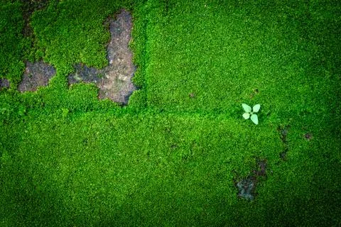 Green Moss Stock Photos