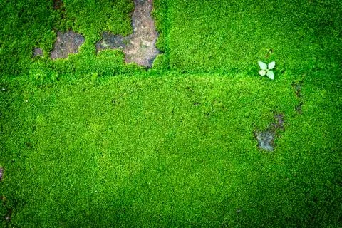 Green Moss Stock Photos