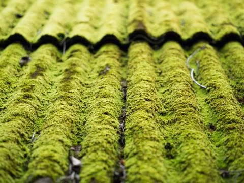 Green moss Stock Photos