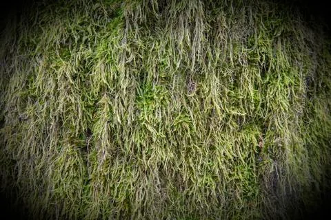 Green moss Stock Photos