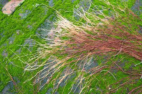 Green moss Stock Photos