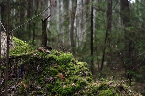 Green moss Stock Photos