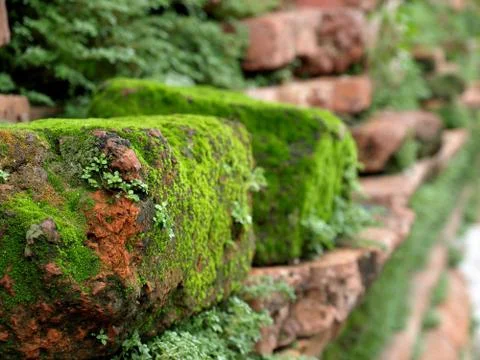 Green moss Stock Photos