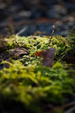 Green Moss 스톡 사진