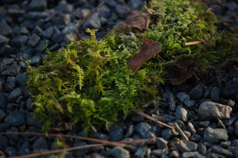 Green Moss Stock Photos