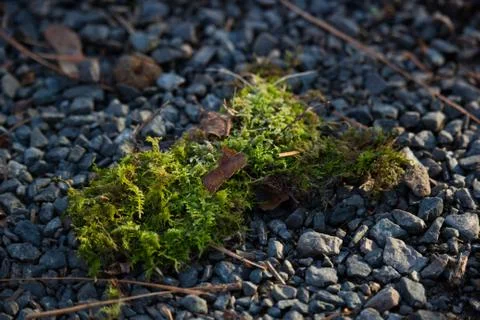 Green Moss Stock Photos
