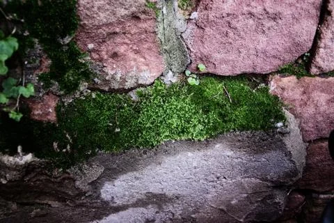 Green moss Stock Photos