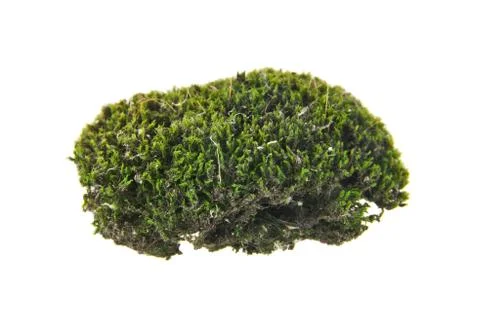 Green moss Stock Photos