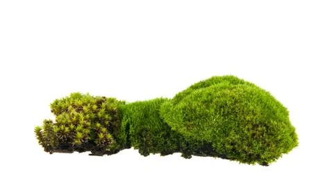 Green moss Stock Photos