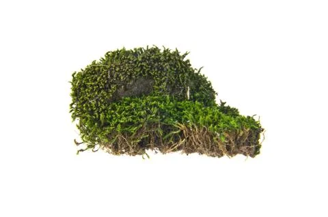 Green moss Stock Photos