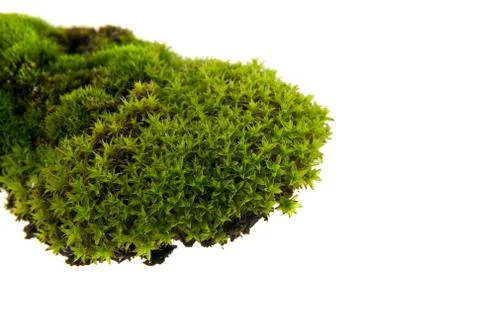 Green moss Stock Photos