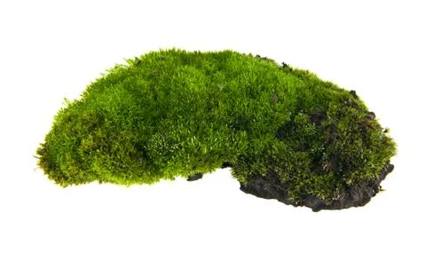 Green moss Stock Photos