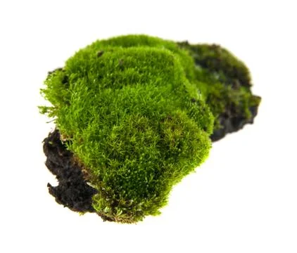 Green moss Stock Photos