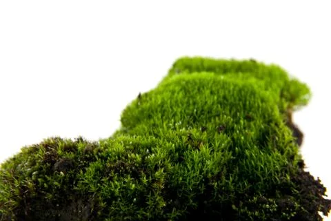 Green moss Stock Photos