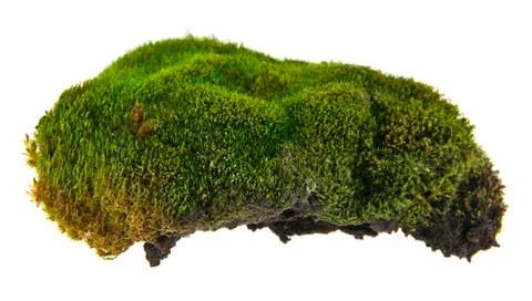 Green moss Stock-Fotos