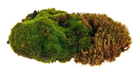 Green moss Stock Photos
