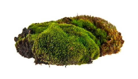 Green moss Stock Photos