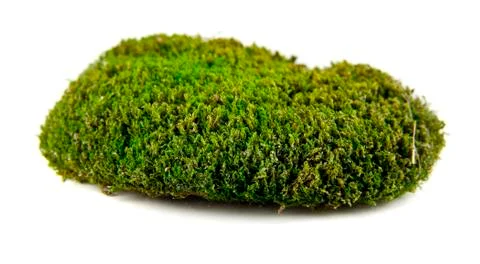 Green moss Stock Photos