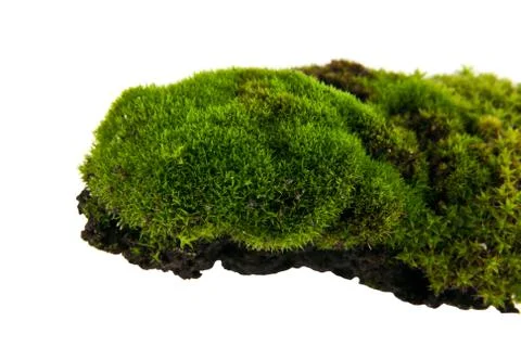 Green moss Stock Photos