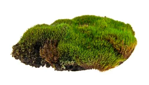 Green moss Stock Photos
