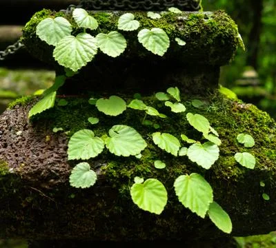 Green moss Foto stock