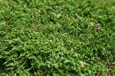 Green moss Stock Photos
