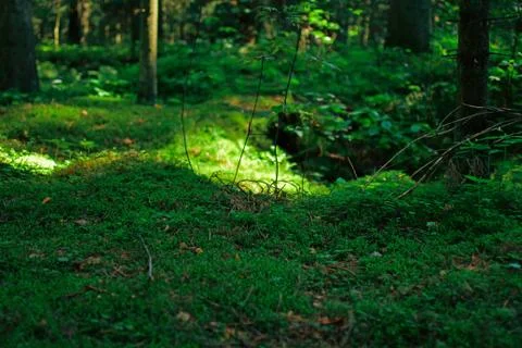 Green moss Foto stock