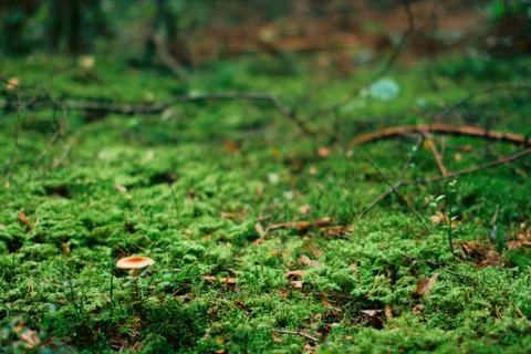 Green moss Foto stock