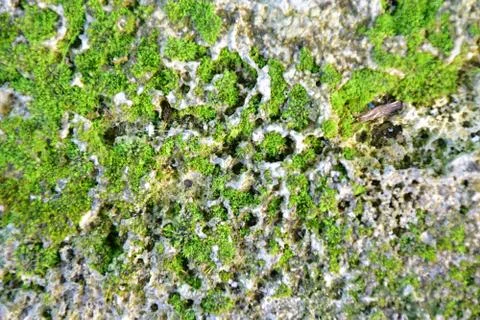 Green moss Stock Photos