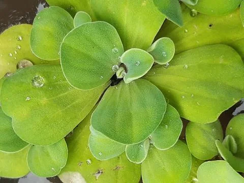 Green moss. Stock Photos