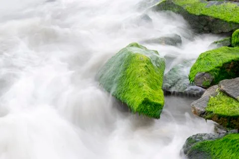 Green Moss Stock Photos