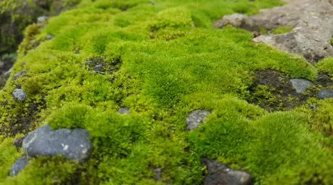 Green moss Stock Photos