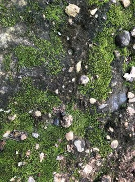 Green moss Stock Photos