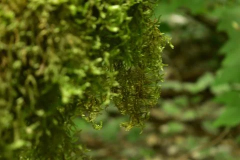 Green moss Stock Photos