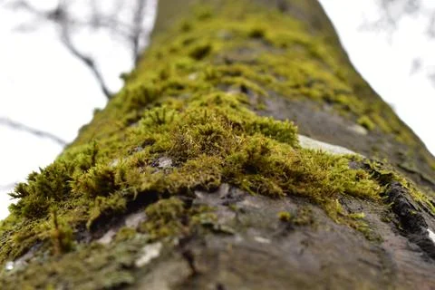 Green moss Stock Photos