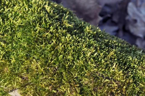 Green moss 스톡 사진