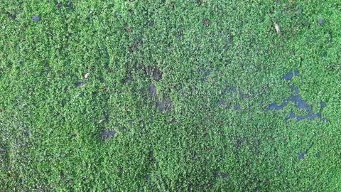 Green moss Stock Photos
