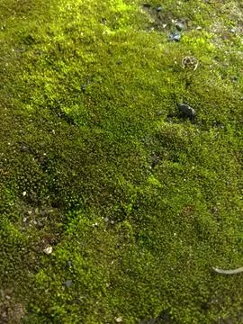 Green moss Foto stock