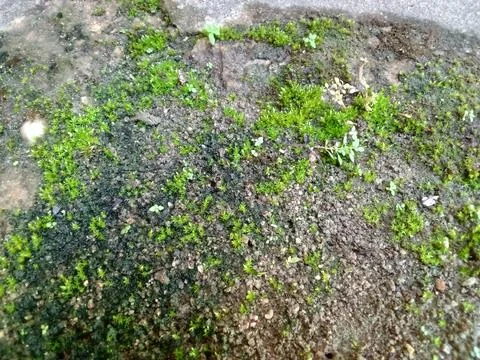 Green Moss Stock Photos