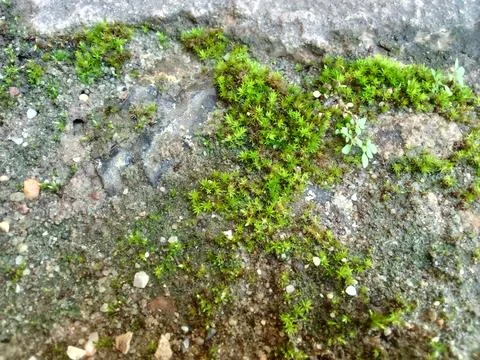 Green Moss Stock Photos