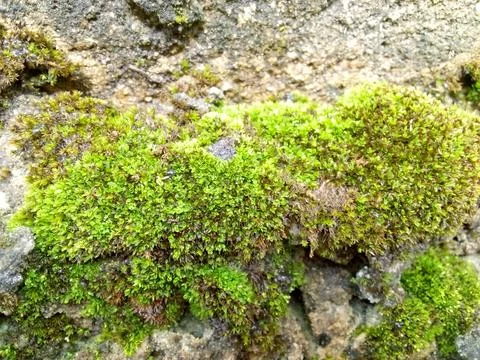 Green Moss Stock Photos