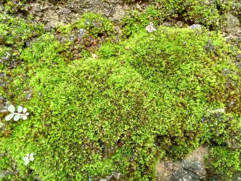 Green Moss Stock Photos