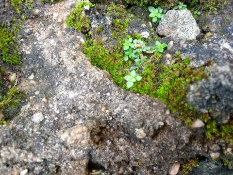 Green moss Stock Photos