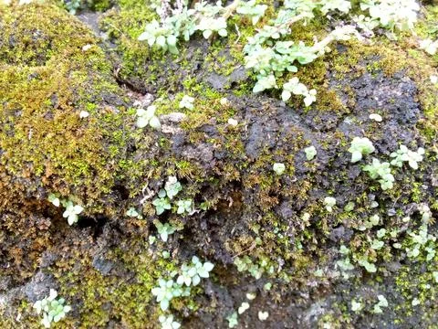 Green Moss Stock Photos