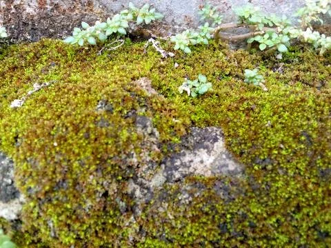 Green moss Stock Photos