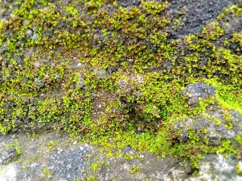 Green Moss Stock Photos