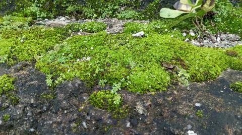 Green moss 스톡 사진