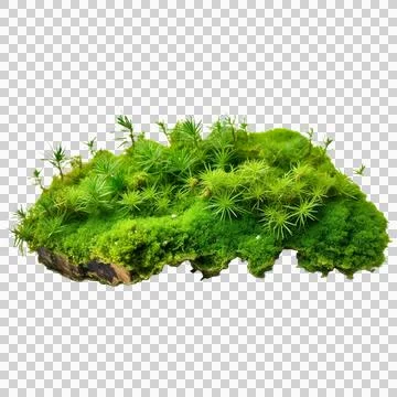 Green moss piece isolated Stock Illustration